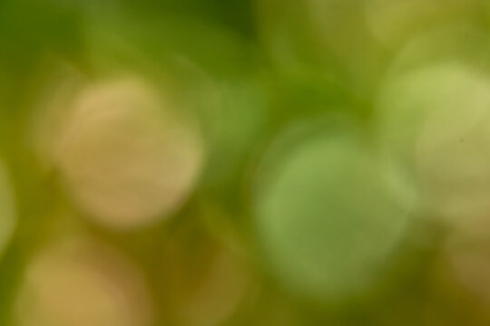 Abstract blurred background with soft green and golden bokeh shapes creating a dreamy natural light effect.