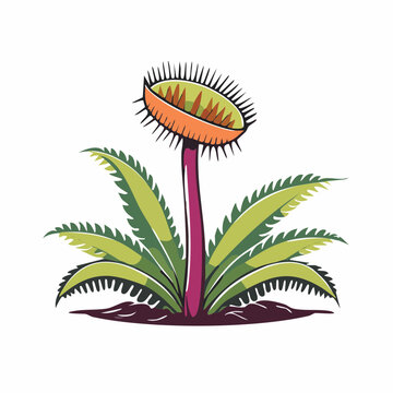 Illustration of a Venus Flytrap plant