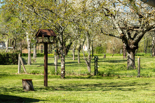 Peaceful country garden in spring with blossoming trees, green lawn and wooden bird feeder in a sunny rural landscape.