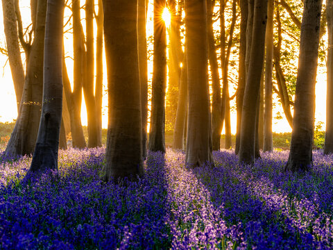 View of Bluebell Woodlands with golden sunlight streaming through tall tree trunks onto a carpet of purple flowers in Oxfordshire, United Kingdom.