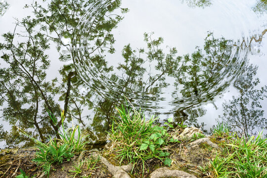 Water ripples and tree reflections in calm forest pond