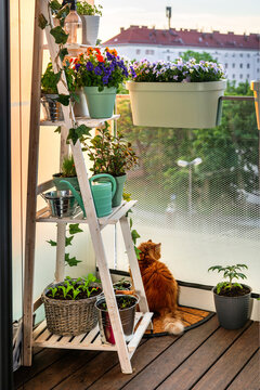 Cozy urban balcony garden with ginger cat at sunrise