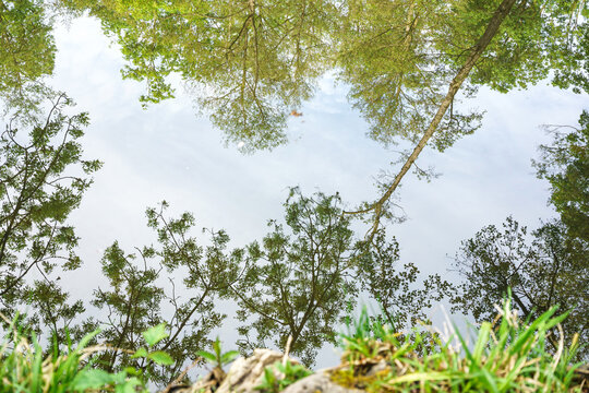 Tree reflections in calm water viewed from forest shore