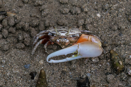 Male fiddler crab at low tide with large white pincer, Railay Beach, in Krabi, Thailand. 
