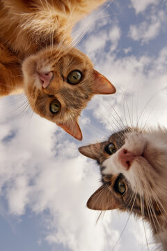 Two domestic cats, one gray tabby and one orange tabby, looking down from above against a blue sky with scattered clouds, capturing a playful perspective