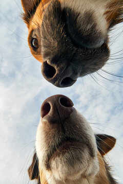 Two distinct, charming dogs lean toward the camera from opposite sides of the frame. Both gaze curiously straight into the lens with playful expressions, bringing their noses right up close to the cam