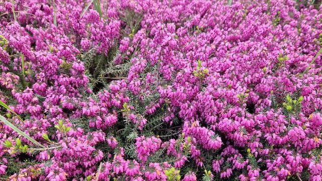 Erica carnea, a low-growing evergreen shrub from the heather family. The plant has characteristic needle-like leaves and numerous small inflorescences of a rich crimson-pink color. Landscape design