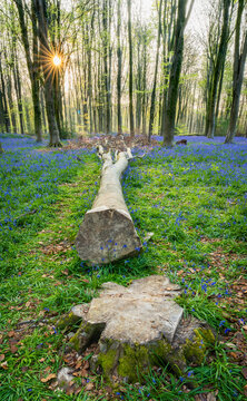 View of Bluebell Woodlands with a fallen tree trunk and sunburst through tall trees in Oxfordshire, United Kingdom.