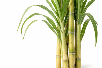 Fototapeta premium Fresh sugarcane stalks with green leaves isolated on white background. Raw sugar cane stems, tropical agriculture plant for food industry. High-quality studio shot with copy space on left.