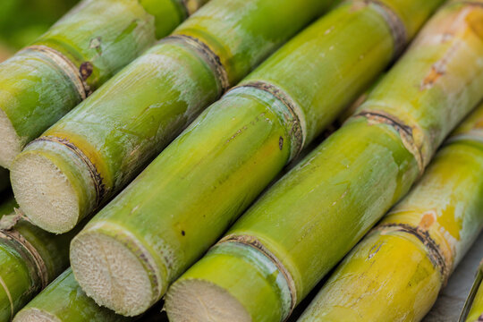 Freshly harvested green sugarcane stalks stacked in a pile. Close-up of raw sugar cane stems on a tropical plantation farm, ready for processing. Natural agriculture and food industry concept.