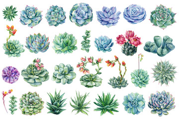 Obraz premium succulent watercolor clipart collection with echeveria aloe cactus lithops and flowering plants for botanical design