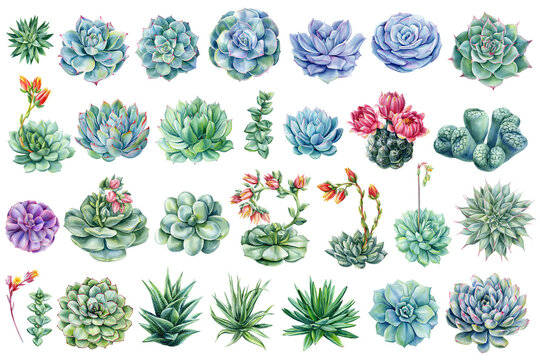 succulent watercolor clipart collection with echeveria aloe cactus lithops and flowering plants for botanical design