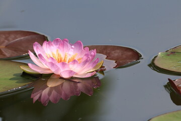 Queen Sirikit Lotus is a new hybrid lotus variety that is beautiful and rare. It was given the new name "Queen Sirikit Lotus" by royal decree. Thailand  © Somsak
