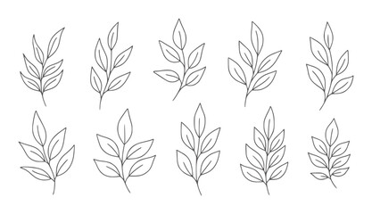 Collection of ten delicate line botanical branches with leaves leaf nature outline © Parvej