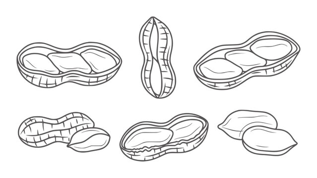 Collection of hand drawn peanuts in shells and shelled legume