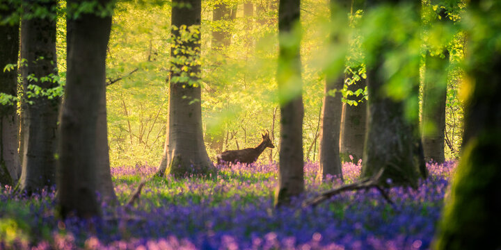 View of a roe deer standing amidst a carpet of purple bluebells in a sun-drenched forest with tall beech trees and soft morning light in Oxfordshire, United Kingdom.