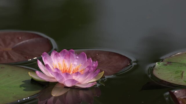 Queen Sirikit Lotus is a new hybrid lotus variety that is beautiful and rare. It was given the new name "Queen Sirikit Lotus" by royal decree. Thailand
