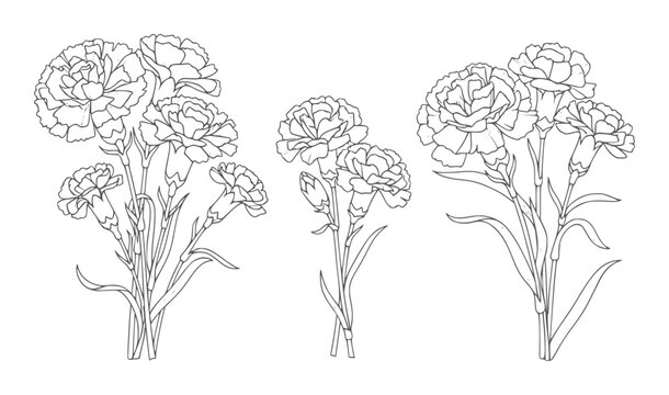 Three line bouquets of carnation flowers white outline