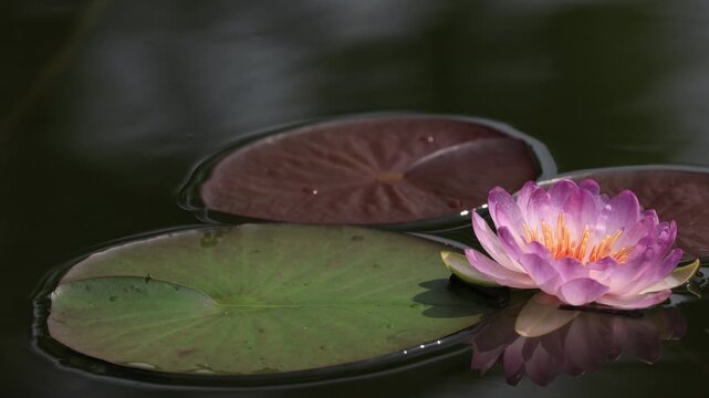 Queen Sirikit Lotus is a new hybrid lotus variety that is beautiful and rare. It was given the new name "Queen Sirikit Lotus" by royal decree. Thailand
