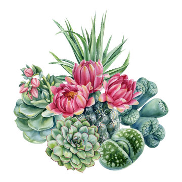 flowering cactus succulent watercolor composition with pink blossoms aloe lithops and echeveria for botanical decor
