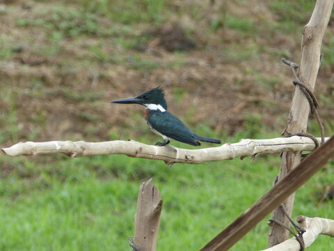 This is an Amazon Kingfisher (Chloroceryle amazona), a kingfisher native to the Neotropics. Araca River near Mamori, Amazonas &mdash; Brazil.
