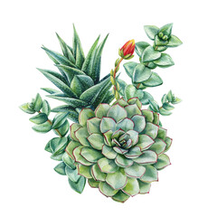 Fototapeta premium succulent watercolor arrangement with echeveria aloe and eucalyptus leaves on white background for botanical decor
