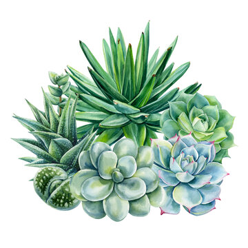 green succulent watercolor composition with aloe echeveria haworthia and lithops plants for modern botanical decor