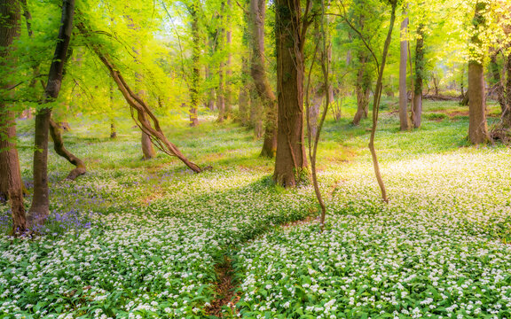 View of Bluebell Woodlands with a carpet of white wild garlic flowers and bluebells under a lush green forest canopy Oxfordshire, United Kingdom.
