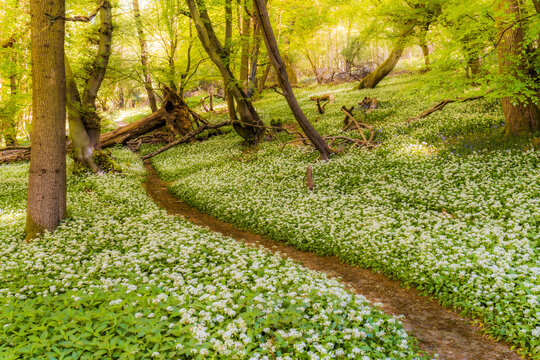 View of a lush forest floor covered in white wild garlic flowers with sunlight filtering through green trees and a narrow path winding through the woods in Oxfordshire, United Kingdom.