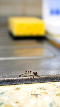 Group of kitchen ants on the kitchen worktop near the sink, vertical photo.