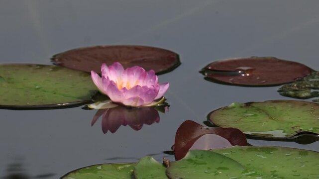 Queen Sirikit Lotus is a new hybrid lotus variety that is beautiful and rare. It was given the new name "Queen Sirikit Lotus" by royal decree. Thailand

