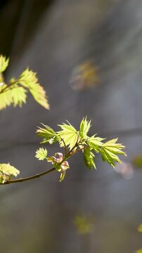 Minimalist vertical 4K footage of fresh maple leaves moving gently in the wind. High-quality nature backdrop with copy space and beautiful lens blur. Ideal for wellness apps, organic branding, and