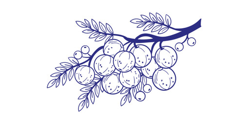 Fototapeta premium amla berries gooseberry hand drawn vector ink traditional oriental asian Indian design isolated
