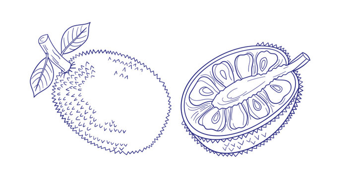 jackfruit sliced hand drawn vector ink traditional oriental asian Indian design isolated