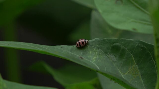 A clear macro shot of a ladybug walking across the surface of a vibrant green leaf. The video shows the insect's movement and the intricate details of the leaf veins.