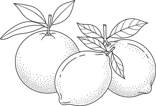 Black and white line drawing of lemons with leaves