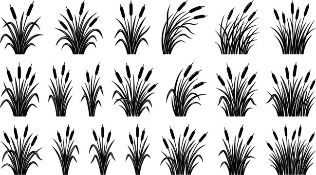 Collection of black silhouettes of cattails and reeds grasses isolated on white background various styles and forms representing wetland flora and natural vegetation elements for design