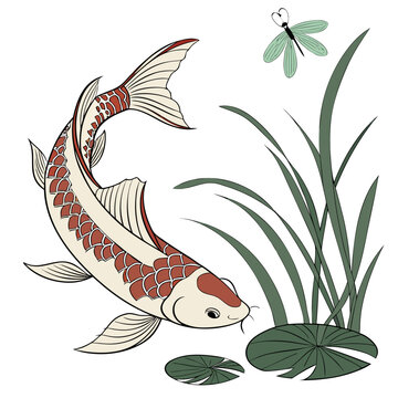Traditional koi fish illustration with dragonfly and pond plants, dragonfly