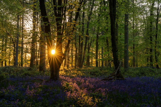 View of Bluebell Woodlands with a sun starburst through a tree trunk and purple flowers on the forest floor in Oxfordshire, United Kingdom.