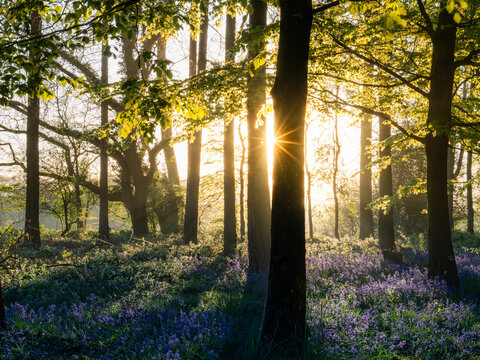 View of Bluebell Woodlands with sunlight filtering through tall trees and a carpet of purple flowers on the forest floor Oxfordshire, United Kingdom.