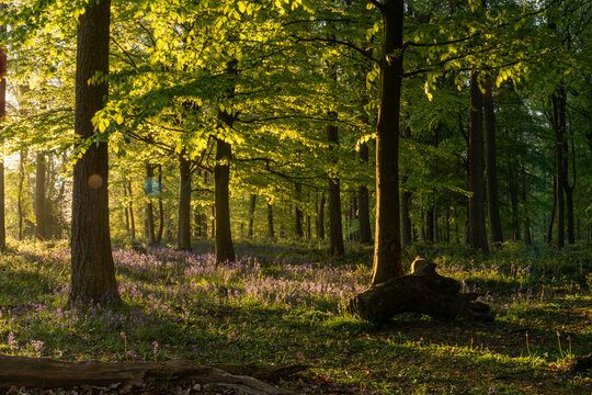View of Bluebell Woodlands with sunlight filtering through lush green leaves and purple flowers on the forest floor in Oxfordshire, United Kingdom.