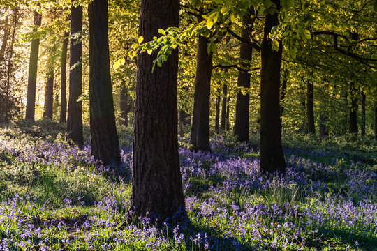 View of Bluebell Woodlands with a carpet of purple flowers under tall trees and fresh green leaves in the warm morning sunlight Oxfordshire, United Kingdom.