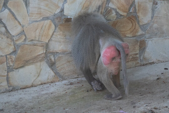 Baboon, Zoo, Rear-View: A baboon with a red bottom is seen from behind in a zoo enclosure.