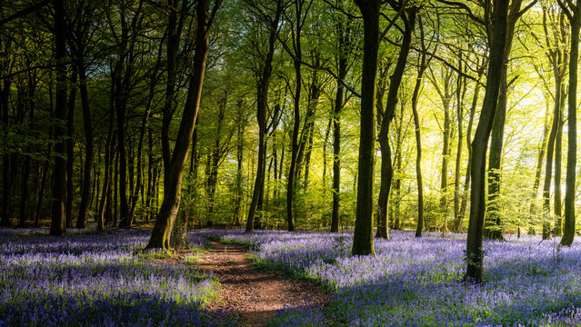View of Bluebell Woodlands with a carpet of purple flowers under a lush green forest canopy in Oxfordshire, United Kingdom.