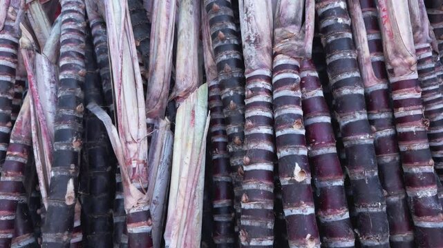 Large pile of freshly cut purple sugar cane stalks for sale at roadside fruit stand