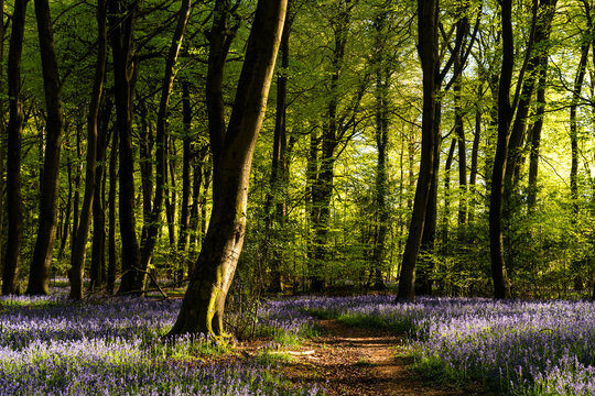 View of Bluebell Woodlands with a carpet of purple flowers under a canopy of tall green trees and sunlight filtering through the leaves in Oxfordshire, United Kingdom.
