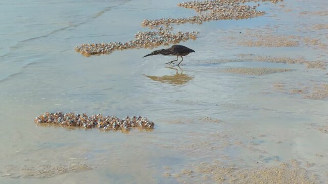 Striated Heron on Australian shoreline hunting fish surrounded by soldier crabs