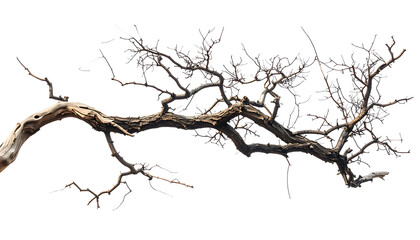 Fototapeta premium Gnarly dead tree branch with small dark buds scattered across its surface, isolated on a white background