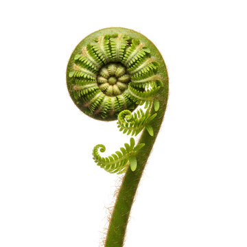 Closeup of a fern frond unfurling against a white background 1.