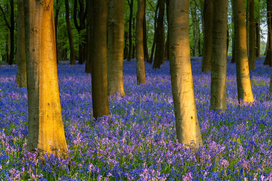 View of Bluebell Woodlands with a dense carpet of purple flowers under tall tree trunks during golden hour in Oxfordshire, United Kingdom.
